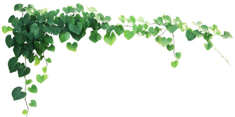 Three-Leaved Grape on transparent background