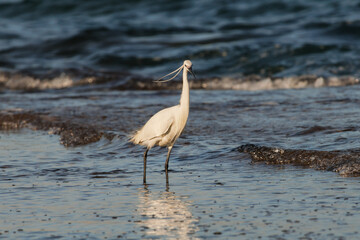 Garceta común Egretta garzetta en la orilla del mar mediterráneo con viento que mueve sus plumas nupciales, Alicante, España