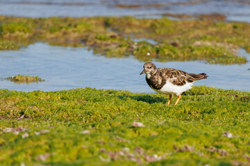 Vuelvepiedras Arenaria interpres la playa y algas sobre las rocas, Alicante, España