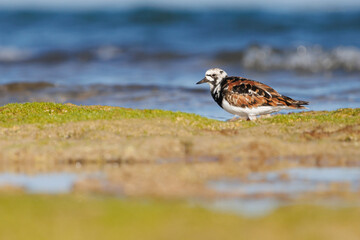 Luz de atardecer sobre Vuelvepiedras Arenaria interpres en la playa con fondo del mar Mediterr&aacute;neo, Alicante, Espa&ntilde;a