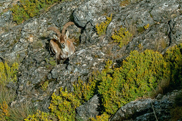 Macho de cabra hispánica pirenaica, en el parque natural de Cazorla, Segura y Las Villas.