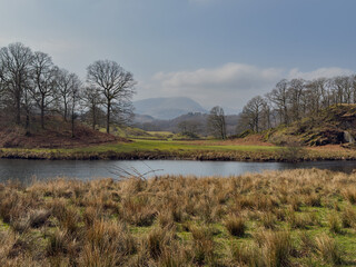 Quiet tarn with reeds and trees in the Lake District