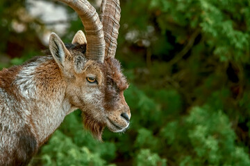 Macho de cabra hispánica pirenaica, en el parque natural de Cazorla, Segura y Las Villas.