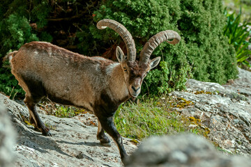 Macho de cabra hispánica pirenaica, en el parque natural de Cazorla, Segura y Las Villas.