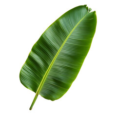 Fototapeta premium Single Green Banana Leaf 