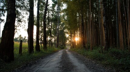 Naklejka premium Bamboo forest at sunset.