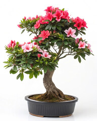 Naklejka premium bonsai tree isolated on white