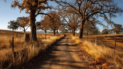Autumn path lined with oak trees.