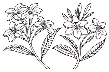 flower vector set