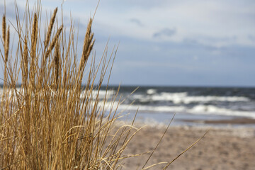 
Sandy beach with dry grass in the foreground and a wavy sea in the background under a cloudy sky.