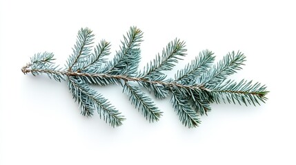 A single, delicate green fir tree spruce branch, isolated on a white background. Symbolizing nature, winter, Christmas, freshness, and growth.