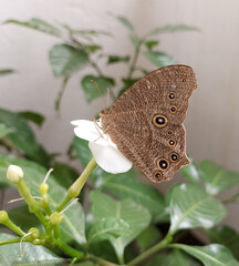 Fototapeta premium butterfly sitting on white flower, pollination, green leaf plant, nature photography
