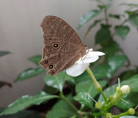 Obraz premium butterfly sitting on white flower, pollination, green leaf plant, nature photography