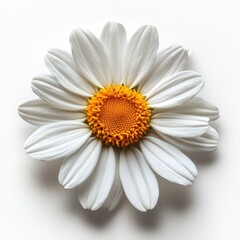 Fototapeta premium Close up shot of a single white daisy flower with vibrant yellow center perfect for nature botany or floral designs
