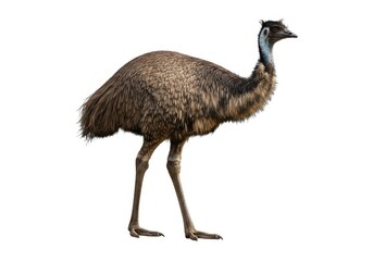 Isolated emu bird wildlife animal australian fauna image isolated on white background