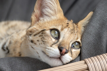 F1 hp Savannah purebred cat kitten peacefully sleeping on a cozy hanging chair. This exotic feline with a wild appearance is captured mid-nap, showcasing its spotted coat and elegant posture. 