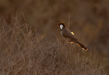 Backlit image of White-cheeked bulbul, Bahrain