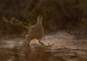 Backlit image of a Grey francolin at Hamala, Bahr