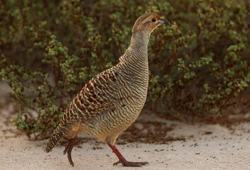 Portrait of a Grey francolin at Hamala, Bahrain
