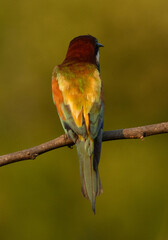 European bee-eater perched on a tree