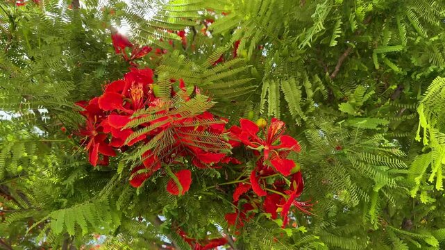 Close up of vibrant red flowers of the flamboyant tree (Delonix regia), showing the tropical beauty of flame tree blossoms