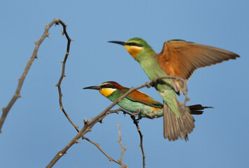 Selective focus on a European bee-eater and blue-cheeked bee eater at the backdrop on acacia tree, Bahrain