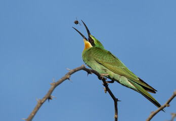 Blue-cheeked bee-eater tossing a bee at Jasra, Bahrain