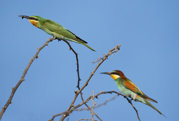 Blue-cheeked bee-eater with a bee catch and a european bee-eater at Jasra, Bahrain