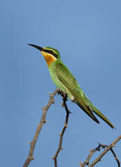 Blue-cheeked bee-eater perched on acacia tree, Bahrain