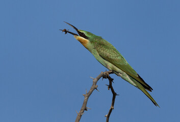 Blue-cheeked bee-eater with a bee catch at Jasra