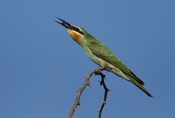 Blue-cheeked bee-eater with a bee catch at Jasra, Bahrain