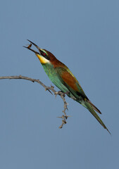 European bee-eater tossing a bee, Bahrain