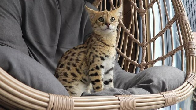 F1 hp Savannah purebred cat kitten peacefully standing in a cozy hanging chair. This exotic feline with a wild appearance is captured mid-nap, showcasing its spotted coat and elegant posture. 