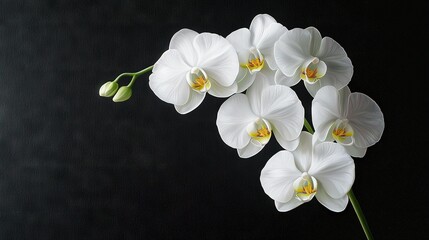 Obraz premium White orchids on black background with green stem and yellow center