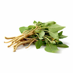 Fresh ashwagandha roots symbolize strength and vitality, showcasing their health benefits in natural medicine