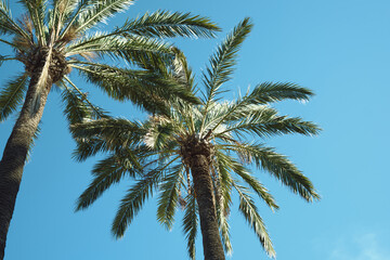 Fototapeta premium Tall palm trees against clear blue sky on a sunny day