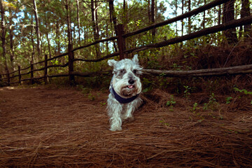 Perrito corriendo en medio del bosque