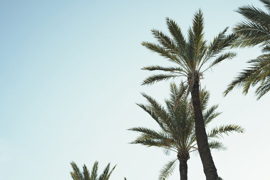 Tall palm trees against clear blue sky creating a serene tropical vibe