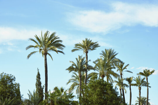 Tropical palm trees against blue sky in sunny natural landscape