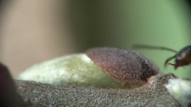 Red ant (Formica rufa) Formica rossa	