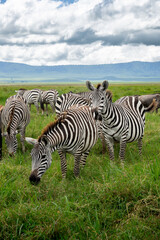 Fototapeta premium Eine Herde Zebra grast im Ngorongoro Krater in Tansania Afrika, der Kraterrand im Hintergrund (Hochformat)