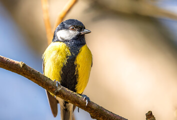 Great tit bird perched on a branch in the sunlight during springtime