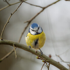 Blue tit perched on a branch in a tranquil natural setting during early morning hours