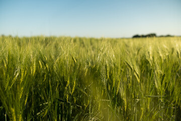 Young green barley growing on a agricultural field in a daytime. Barley sprout, close up on sprouting barley. Agriculture.