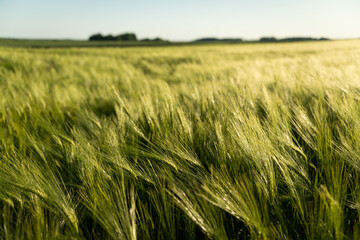 Close up unripe green Barley growing on a field in a daytime sun. Barley sprout, seedling. Agriculture.