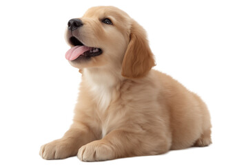 Obraz premium Adorable Golden Retriever Puppy Sitting and Looking Up