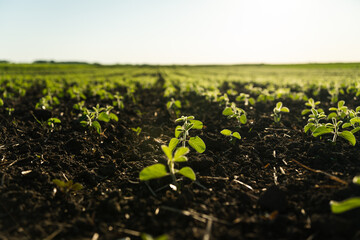 Close-up of Soybean Sprouts growing on agricultural field in daytime. Young green soy bean plant.