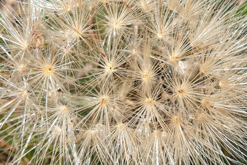 Fototapeta premium Texture of dandelion seed in close-up