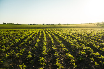 Young small sprouts of a soybean plants grow in rows on field. Young soy crops during the period of active growth. Selective focus.