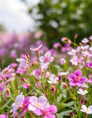 Fototapeta premium Delicate white and pink Bacopa monnieri blossoms in a vibrant field, stock photo, meadow